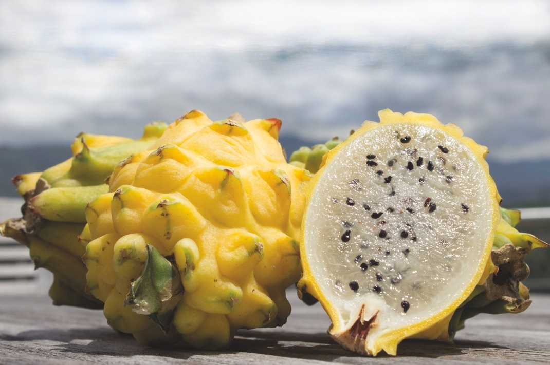 Pitahaya “fruta Del Dragón” Combate Insomnio Anemia Y Diabetes Diario La Noticia 4066