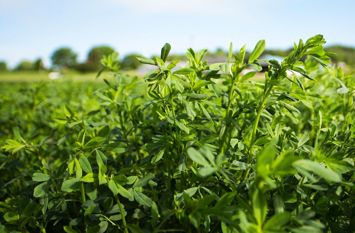 Alfalfa Combate la anemia Diario La Noticia