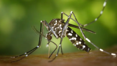 Dengue en el Perú: Se registran 70 decesos y más de 61 mil contagios solo este año