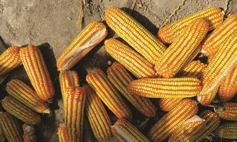 Gobierno presenta nueva variedad de maíz amarillo duro que incrementará en 72 % el nivel de cosecha de productores peruanos