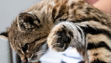 Serfor rescata a un ejemplar de gato del pajonal en San Isidro