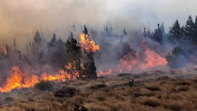 Incendio forestal en Lambayeque arrasa con más de 250 mil plantones de pino