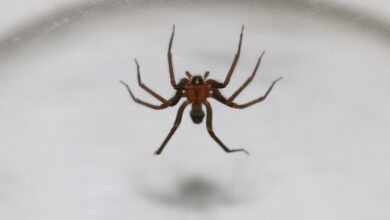 Invierno aumenta riesgo de mordeduras de araña casera, advierte el INS