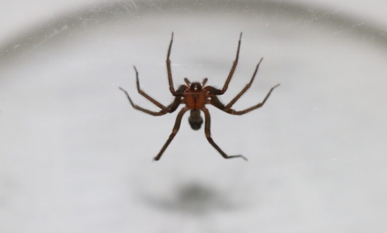 Invierno aumenta riesgo de mordeduras de araña casera, advierte el INS