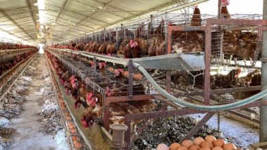 El Congreso decidirá si los consumidores seguirán comprando huevos sin saber su origen