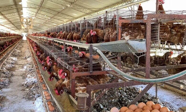 El Congreso decidirá si los consumidores seguirán comprando huevos sin saber su origen