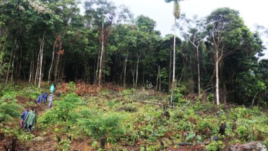 Gobierno aprueba creación de Área de Conservación Regional Velo de la Novia en Ucayali