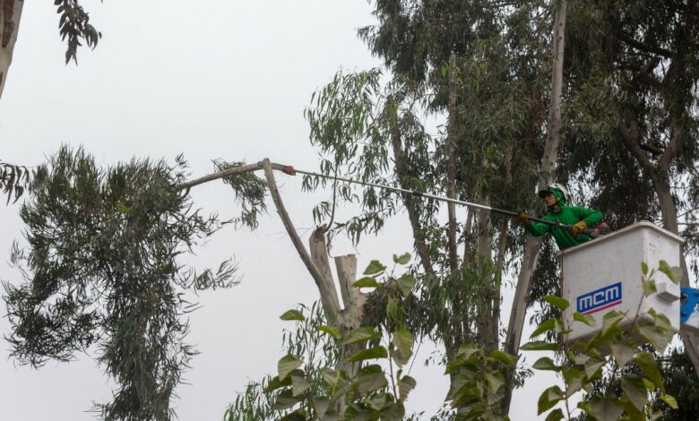 Municipalidad de La Molina adopta medidas ante posibilidad de nuevos eventos de viento