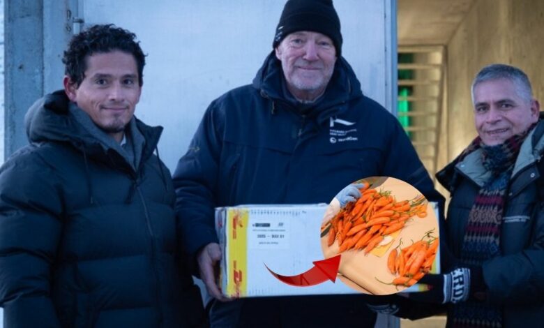 Midagri: Perú realiza su primer envío de ajíes nativos al “Arca de Semillas” en Noruega