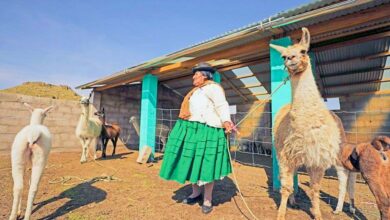 MIDAGRI ejecutó S/ 326 millones para proteger a más de 2 millones de alpacas y ovinos ante heladas