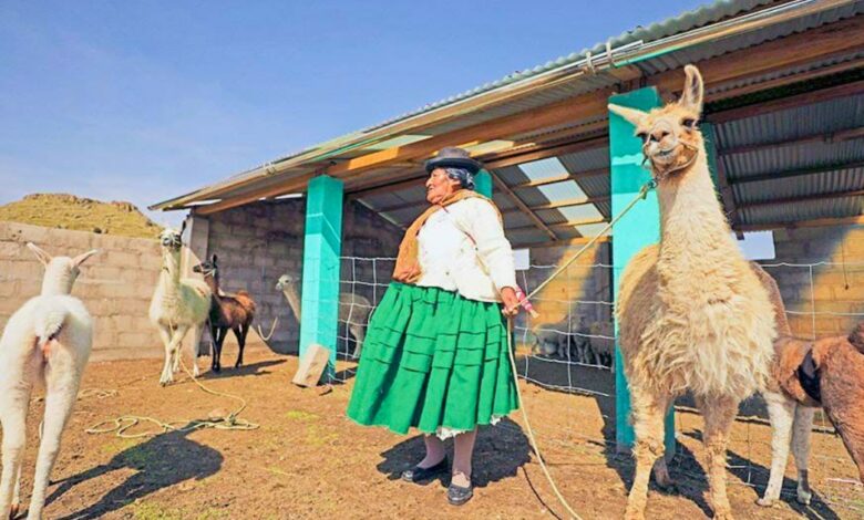 MIDAGRI ejecutó S/ 326 millones para proteger a más de 2 millones de alpacas y ovinos ante heladas