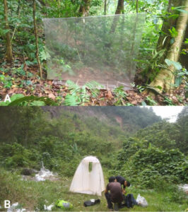 Habitad del Luffy Schillhammeri en Yunnan
